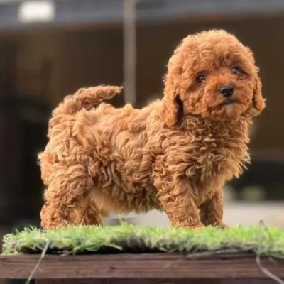 Poodle puppies for sale in Gurgaon