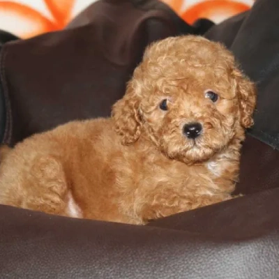 Poodle puppies for sale in Bikaner