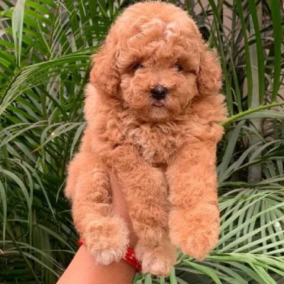 Poodle puppies for sale in Vijayawada