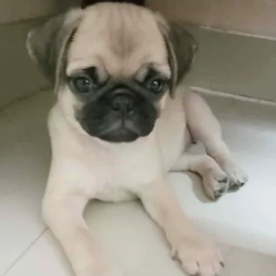 Pug puppies for sale in Udaipur