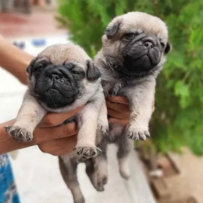 Pug puppies for sale in Bikaner