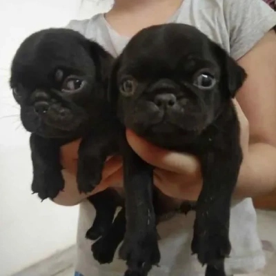 Pug puppies for sale in Vijayawada