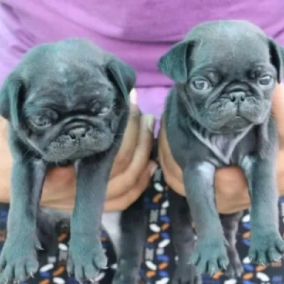 Pug puppies for sale in Bikaner