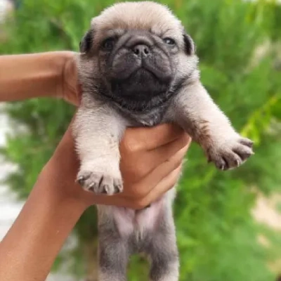 Pug puppies for sale in Vijayawada