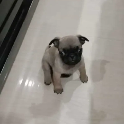 Pug puppies for sale in Bikaner