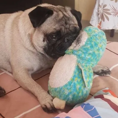 Pug puppies for sale in Udaipur