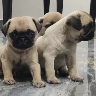 Pug puppies for sale in Bikaner