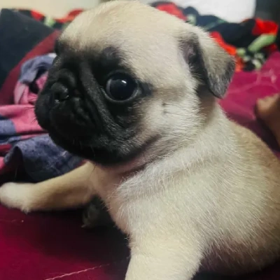 Pug puppies for sale in Bikaner