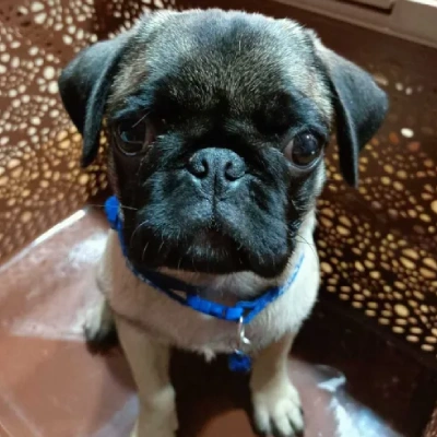 Pug puppies for sale in Vijayawada