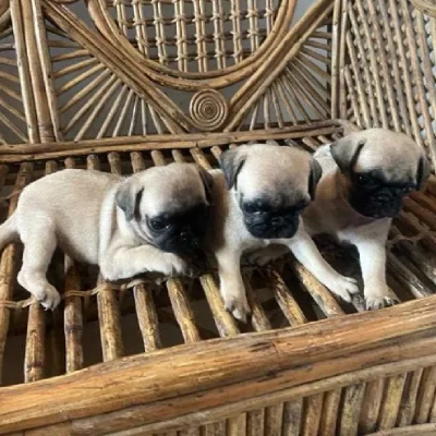 Pug puppies for sale in Vijayawada