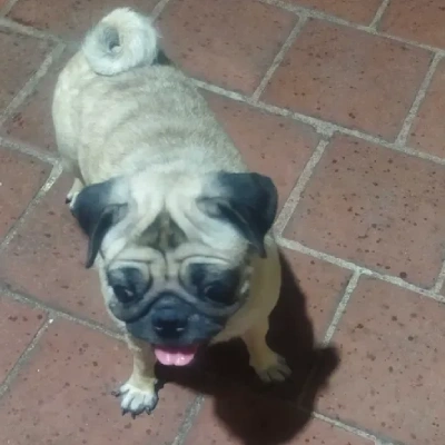 Pug puppies for sale in Bikaner