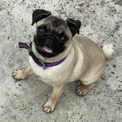 Pug puppies for sale in Vijayawada