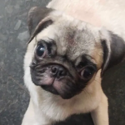 Pug puppies for sale in Udaipur