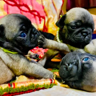 Pug puppies for sale in Vijayawada