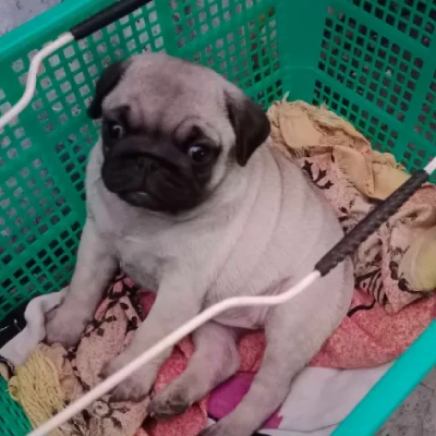 Pug puppies for sale in Bikaner