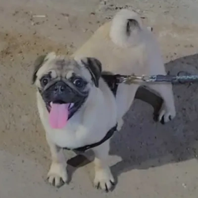 Pug puppies for sale in Vijayawada