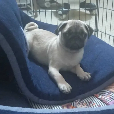 Pug puppies for sale in Udaipur