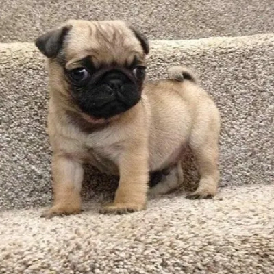 Pug puppies for sale in Vijayawada