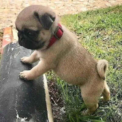 Pug puppies for sale in Vijayawada