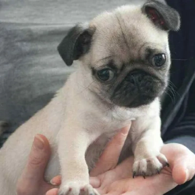 Pug puppies for sale in Vijayawada