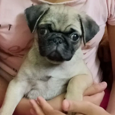 Pug puppies for sale in Vijayawada