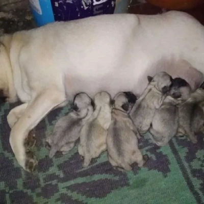 Pug puppies for sale in Vijayawada