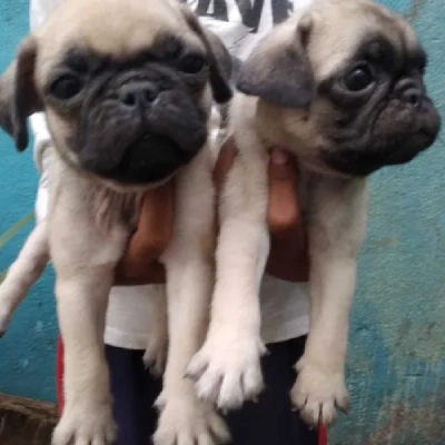 Pug puppies for sale in Vijayawada