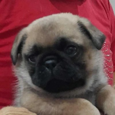 Pug puppies for sale in Bikaner