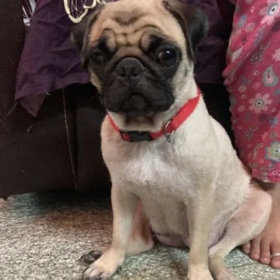 Pug puppies for sale in Vijayawada