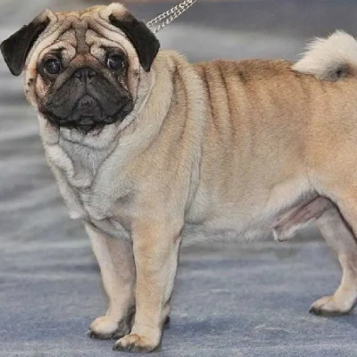 Pug puppies for sale in Udaipur