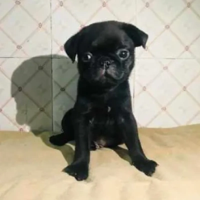 Pug puppies for sale in Vijayawada