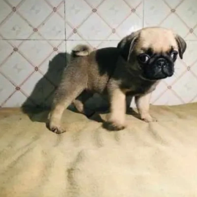 Pug puppies for sale in Bikaner