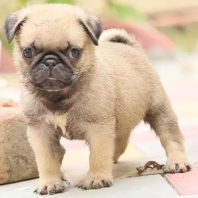 Pug puppies for sale in Bikaner