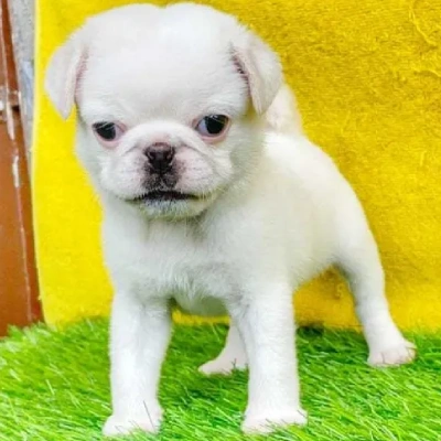 Pug puppies for sale in Vijayawada