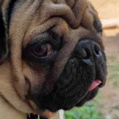 Pug puppies for sale in Bikaner