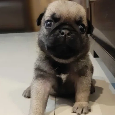 Pug puppies for sale in Bikaner