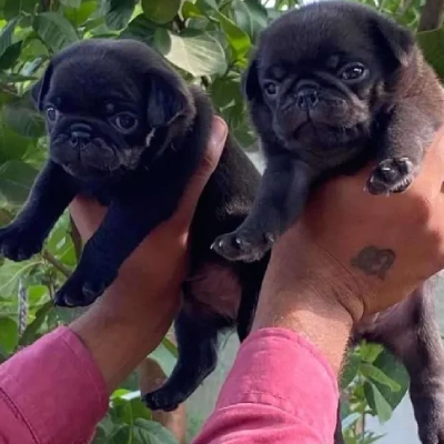 Pug puppies for sale in Vijayawada