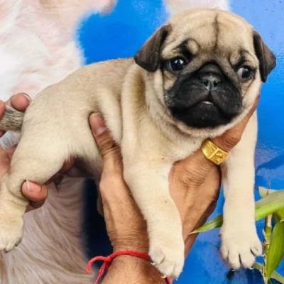 Pug puppies for sale in Bikaner