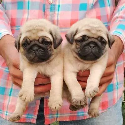 Pug puppies for sale in Bikaner