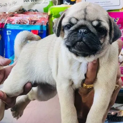 Pug puppies for sale in Vijayawada