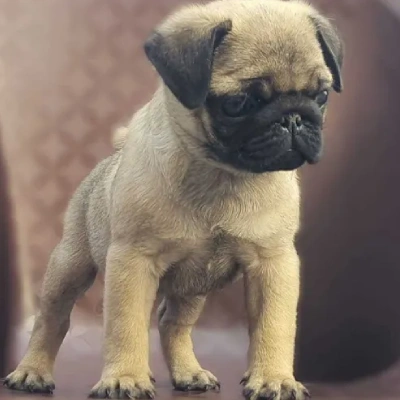 Pug puppies for sale in Bikaner