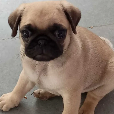 Pug puppies for sale in Vijayawada