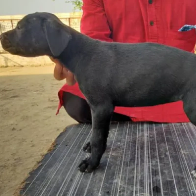 Rampur Hound puppies for sale in Bikaner