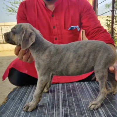 Rampur Hound puppies for sale in Vijayawada