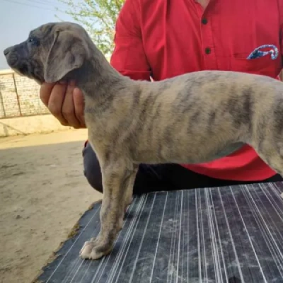 Rampur Hound puppies for sale in Jodhpur