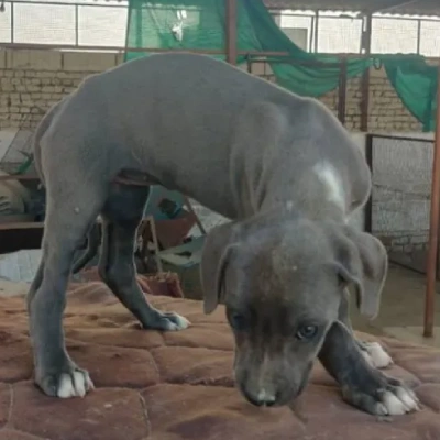 Rampur Hound puppies for sale in Ajmer