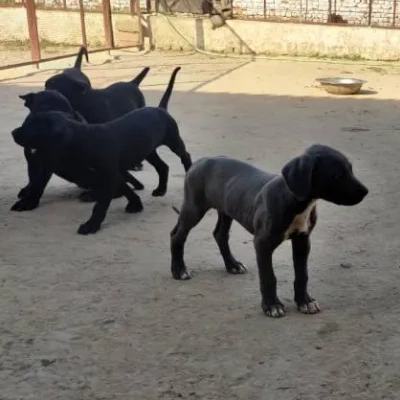 Rampur Hound puppies for sale in Bikaner