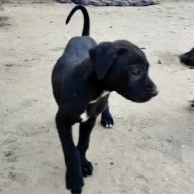 Rampur Hound puppies for sale in Jodhpur