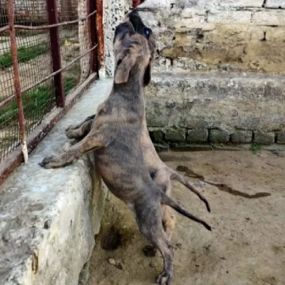 Rampur Hound puppies for sale in Ajmer