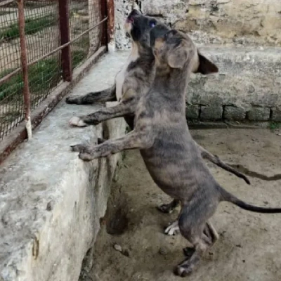 Rampur Hound puppies for sale in Bikaner